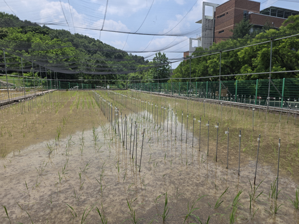 2026-05-29 (급구) 모내기 하실 분 main image